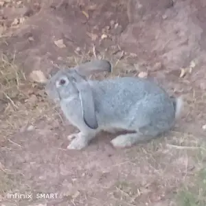 Харгуши Великан, Нурек