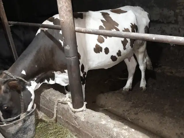 Гови бугуз, Хуҷанд