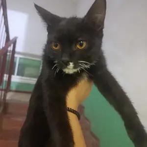 Кошка, Гулистон (Қайроққум)