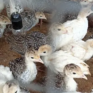 Чучаи индюк, Душанбе