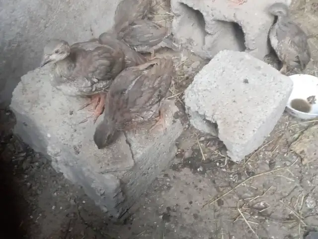 Кабк, Душанбе