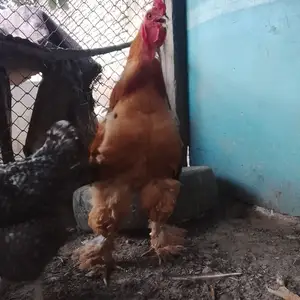 Хуруси брама, Худжанд