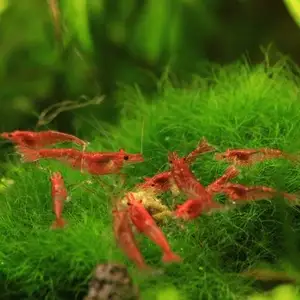 Креветки, Душанбе