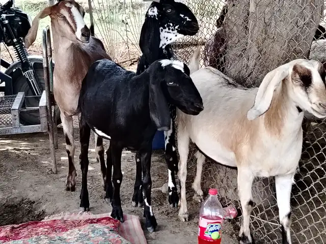 Бузхо, Худжанд