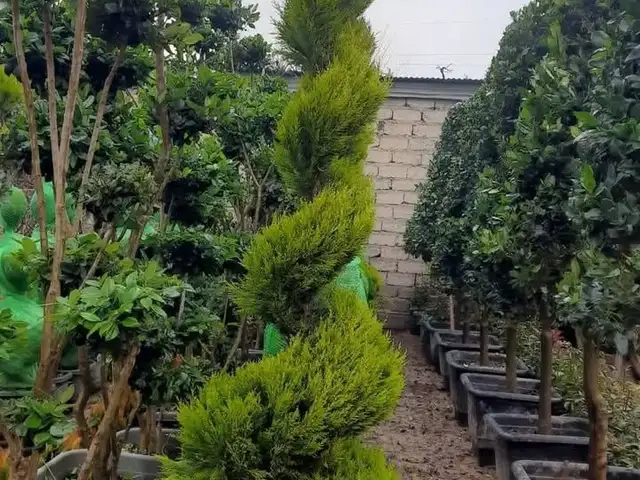 Лимонник, Душанбе