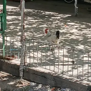 Мурги ломано, Фархор