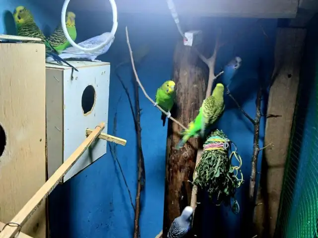 Попугай, Бобоҷон Ғафуров