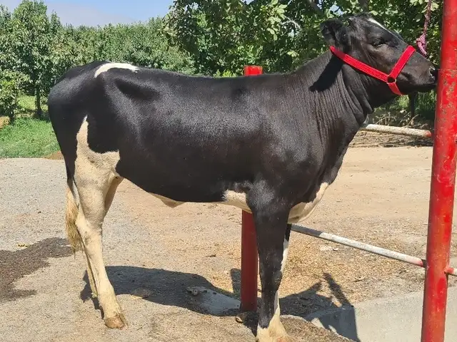 Гов зоти Голштейн, Хуҷанд