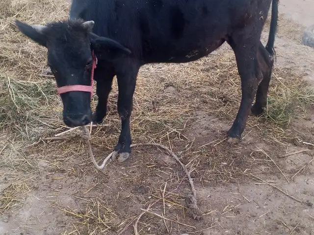 Гуночин, Вахдат