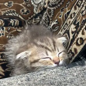 Британские котята, Душанбе