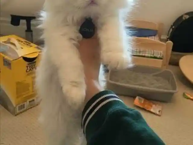 Белый котенок, Душанбе