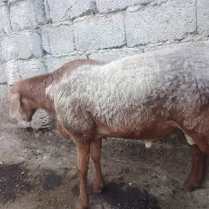Қушқор, Вахдат