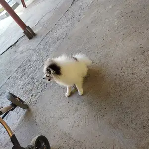 Собака, Худжанд
