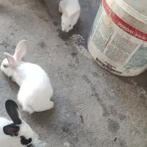 Харгуш очабача, Худжанд