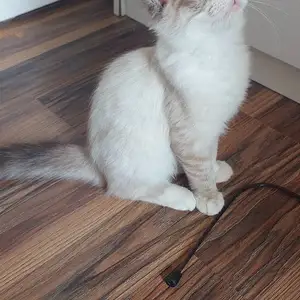 Котенок Регдол, Худжанд