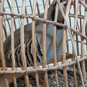 Кабк, Душанбе