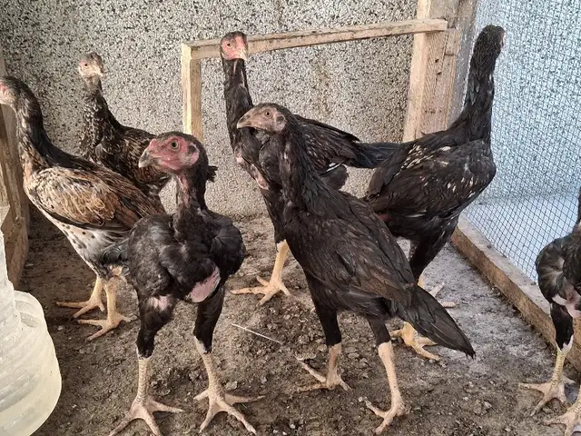 Хурус чучахои даканг, Худжанд