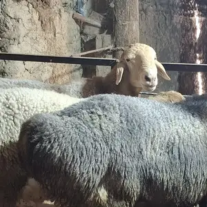 Кучкор, Худжанд