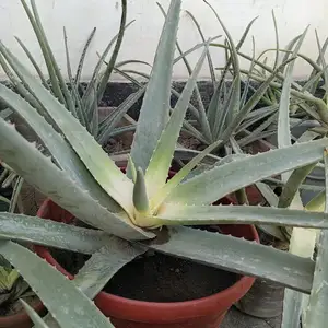 Алоэ вера, Худжанд