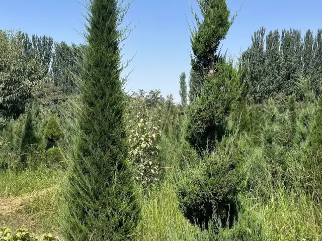 Дерево Можжевельник, Душанбе