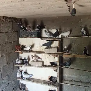 Кафтар, Душанбе