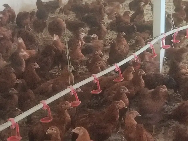 Чучаи ломан браун, Ҳамадонӣ