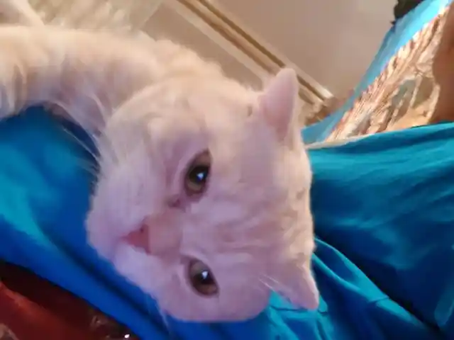 Вислоухий кот, Душанбе