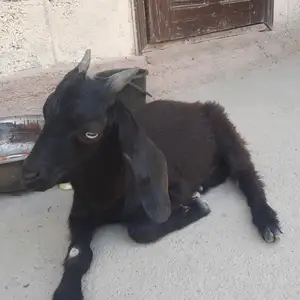 Буз, Душанбе