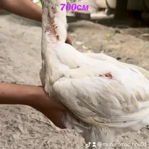 Хурузи шамо, Фархор