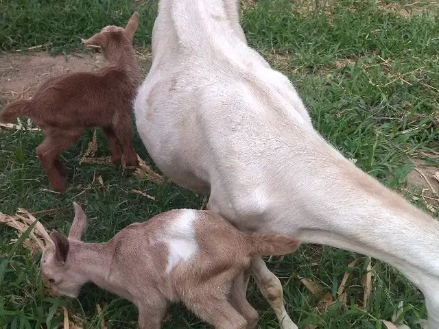 Буз, Душанбе