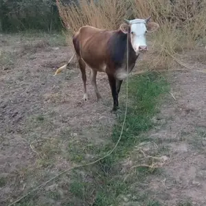 Гуночин, Пяндж