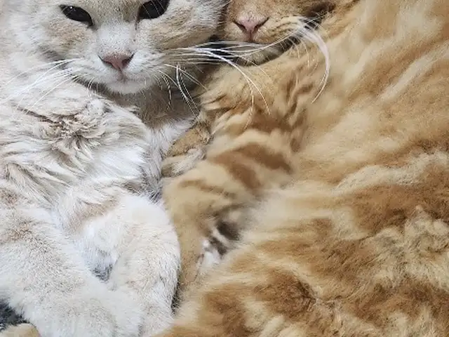 Кошка и Кот, Хуҷанд