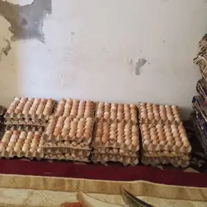 Тухми ломан браун, Яван