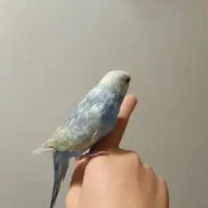 Попугай, Душанбе