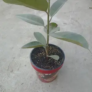 Фикус Изумруд, Душанбе