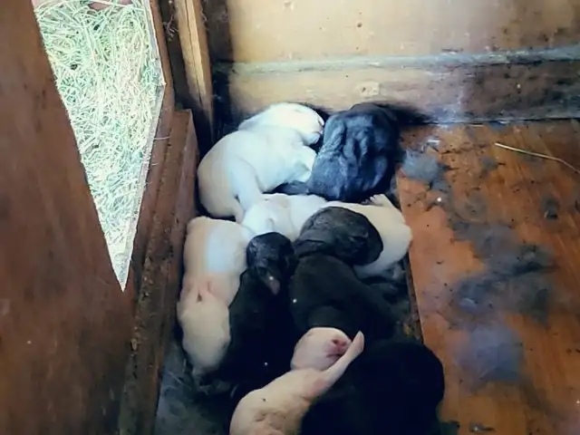 Харгуш бо бачахояш, Душанбе