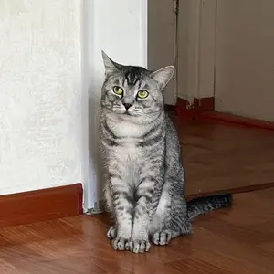 Кот даром, Душанбе