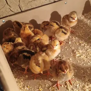 Чучаи Ломан браун Корейски, Душанбе