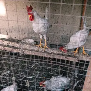 Мург, Бободжон Гафуров