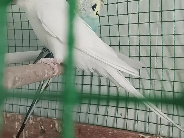 Попугай, Турсунзаде
