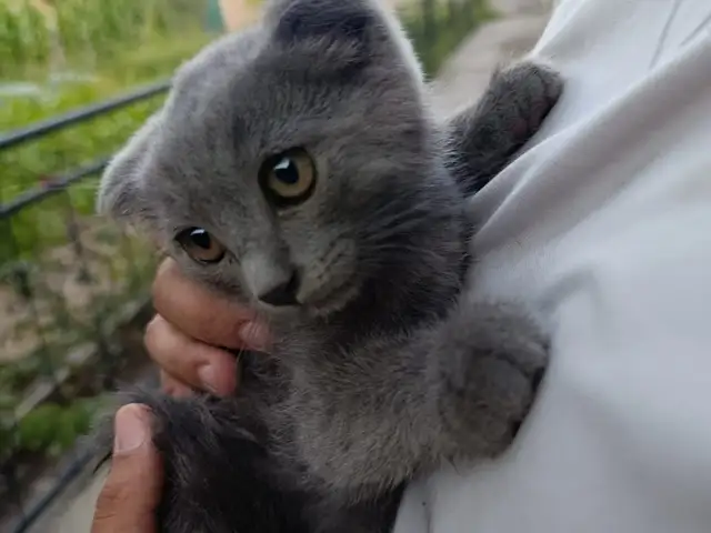 Шотландская кошка, Бохтар (Курган-Тюбе)