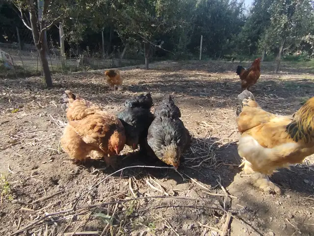 Тухми Брама барои инкубация, Панҷакент