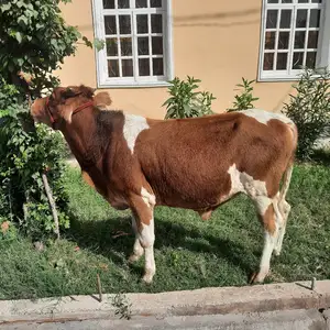 Бука, Куляб