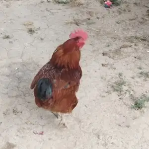 Хуруз, Душанбе