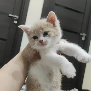 Шотландский котёнок, Душанбе