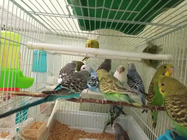 Попугай, Душанбе