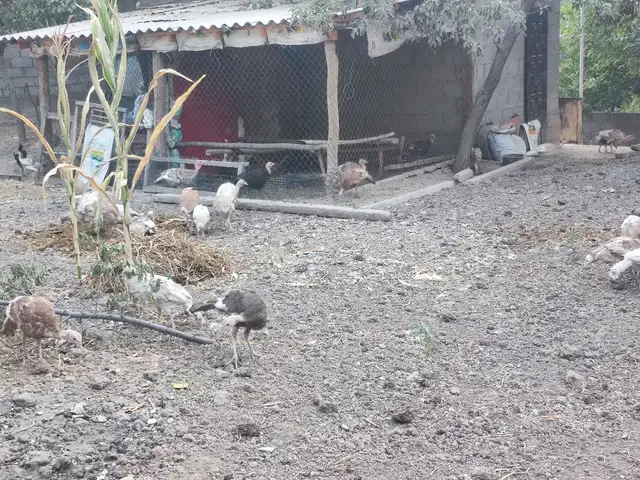 Индюки, Турсунзаде