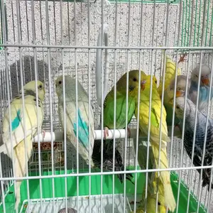 Попугай, Душанбе