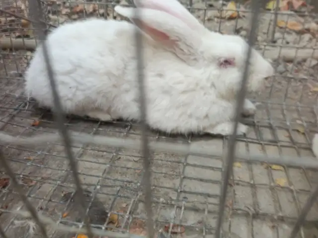 Харгуш, Душанбе