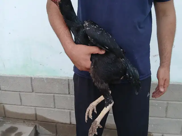 Дакан, Гиссар